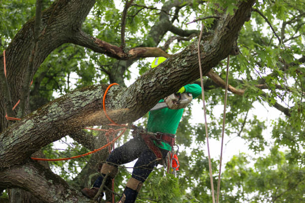 How Our Tree Care Process Works  in  Mountain Home, NC